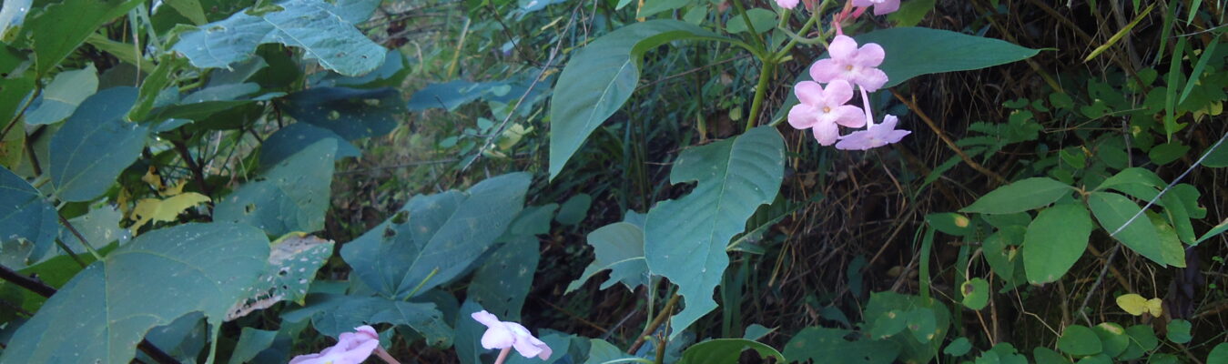 Rhododendron trekking in Nepal.
