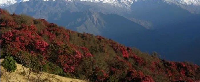 Nepal Rhododendron Trek – 14 Days