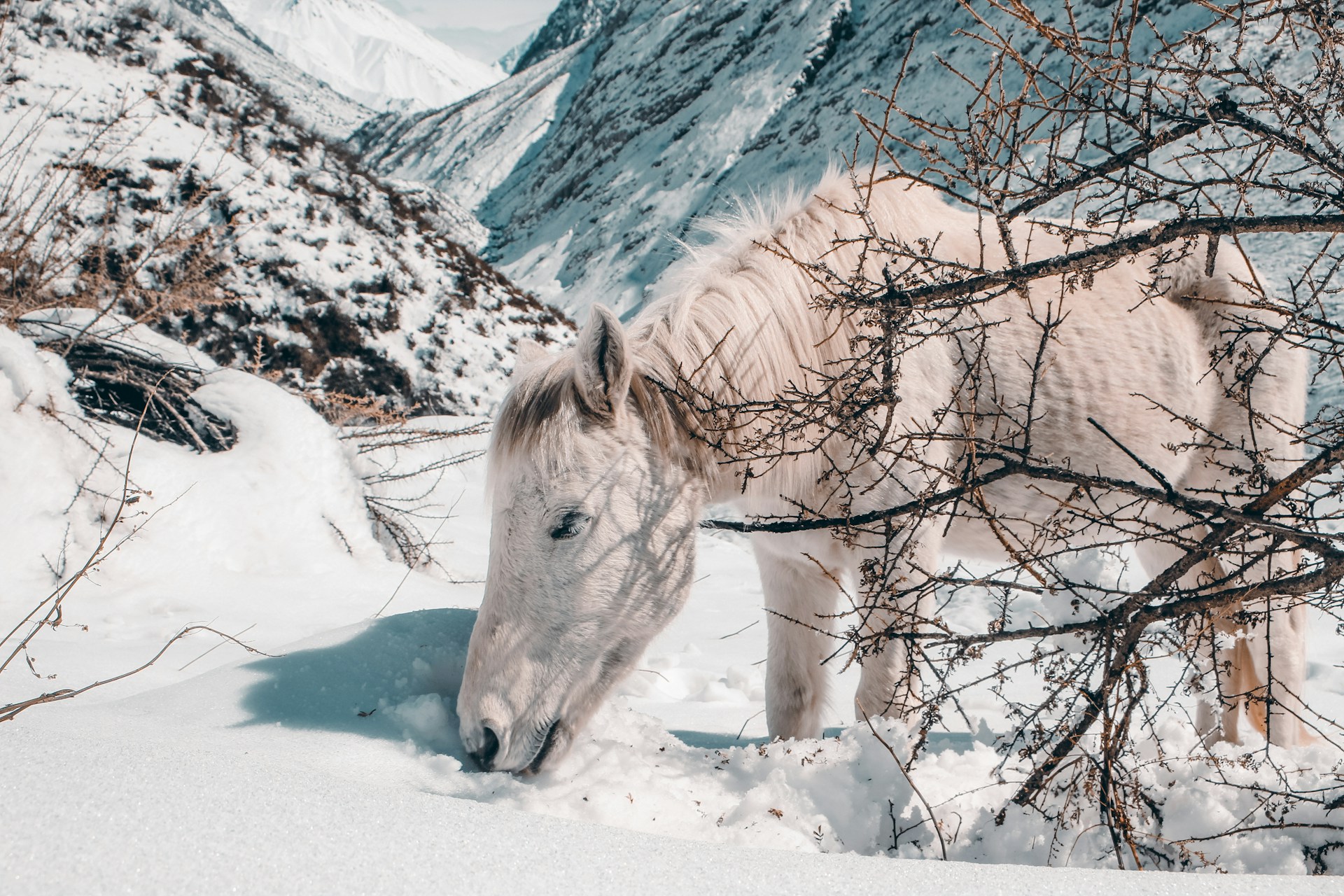 Langtang Valley Trek Nepal